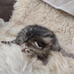 Egyptian Mau, Bronze, Male DOB 3-3-22