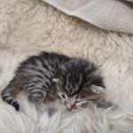 Egyptian Mau, Bronze, Male DOB 3-3-22