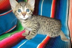 Osiris, Mau Bronze Male DOB 4-10-18