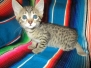Osiris, Mau Bronze Male DOB 4-10-18