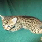 Mau, Bronze, Male DOB 4-10-18