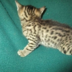 Mau, Bronze, Male DOB 4-10-18