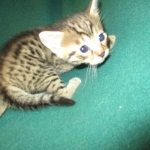 Mau, Bronze, Male DOB 4-10-18