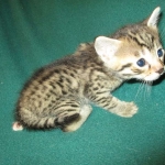 Mau, Bronze, Male DOB 4-10-18