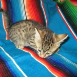 Osiris,Mau, Bronze, Male DOB 4-10-18