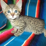 Osiris,Mau, Bronze, Male DOB 4-10-18