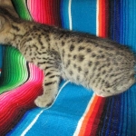 Osiris,Mau, Bronze, Male DOB 4-10-18