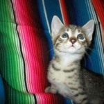 Osiris,Mau, Bronze, Male DOB 4-10-18