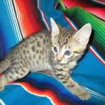 Osiris,Mau, Bronze, Male DOB 4-10-18