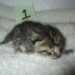 Mau, Bronze, Male DOB 4-10-18