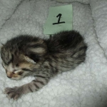 Mau, Bronze, Male DOB 4-10-18