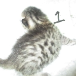 Mau, Bronze, Male DOB 4-10-18