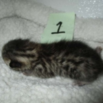 Mau, Bronze, Male DOB 4-10-18