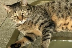 Armani Mau Bronze Male DOB 5-13-14