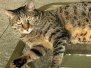 Armani Mau Bronze Male DOB 5-13-14