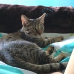 Armani 6 mos. a