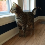 Armani, Egyptian Mau Bronze male.jpg