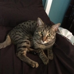 Armani, Egy[tian Mau age 1.jpg