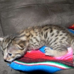 Mau Bronze Male DOB 5-13-14 005-800