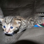 Mau Bronze Male DOB 5-13-14 006-800