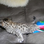 Mau Bronze Male DOB 5-13-14 007-800
