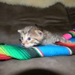 Mau Bronze Male DOB 5-13-14 008-800