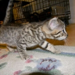 Mau Bronze Male DOB 5-13-14 011-800