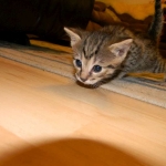 Mau Bronze Male DOB 5-13-14 014-800