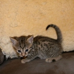 Mau Bronze Male DOB 5-13-14 016-800