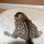 Mau Bronze male DOB 5-13-14 002-800