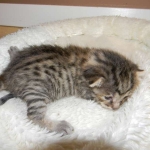 Mau Bronze male DOB 5-13-14 004-800