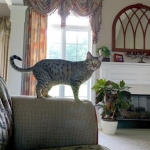 Armani, Egyptian Mau Bronze male.jpg