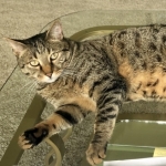 Armani Mau Bronze Male DOB 5-13-14 016-800