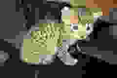 Niles, Mau, Bronze, Male, DOB 7-14-18