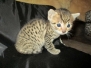 Niles, Mau, Bronze, Male, DOB 7-14-18