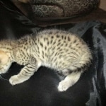 Mau, Bronze, Male DOB 7-14-18