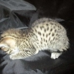 Mau, Bronze, Male DOB 7-14-18