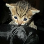 Mau, Bronze, Male DOB 7-14-18