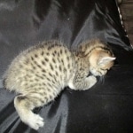 Mau, Bronze, Male DOB 7-14-18