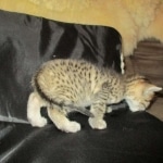 Mau, Bronze, Male DOB 7-14-18