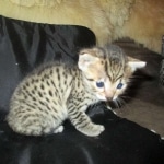 Mau, Bronze, Male DOB 7-14-18