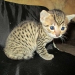 Mau, Bronze, Male DOB 7-14-18