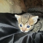 Mau, Bronze, Male DOB 7-14-18