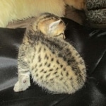 Mau, Bronze, Male DOB 7-14-18