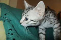 Nola Mau Cool Bronze Female DOB 3/10/18