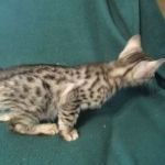 Nola, Egyptian Mau, cool Bronze, female, DOB 3-10-18