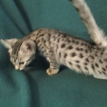 Nola, Egyptian Mau, cool Bronze, female, DOB 3-10-18