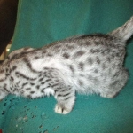 Nola, Egyptian Mau, cool Bronze, female, DOB 3-10-18