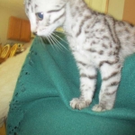 Nola, Egyptian Mau, cool Bronze, female, DOB 3-10-18