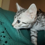 Nola, Egyptian Mau, cool Bronze, female, DOB 3-10-18